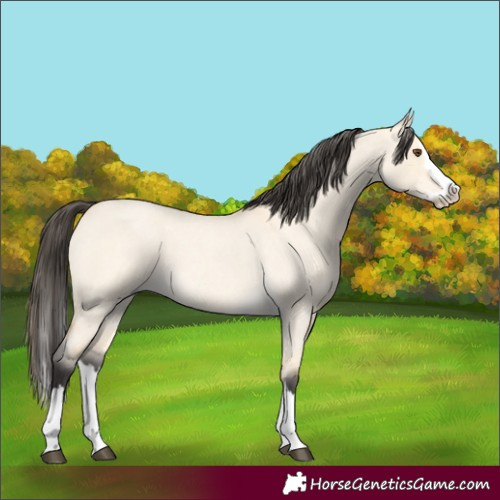 Horse Color:Buckskin Roan Dun Splash 
