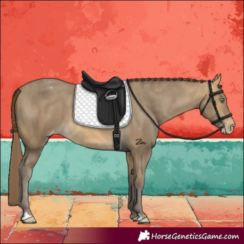 Horse Color:Sable Cream Champagne Appaloosa