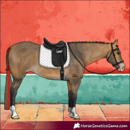 Horse Color:Painted Buckskin Appaloosa