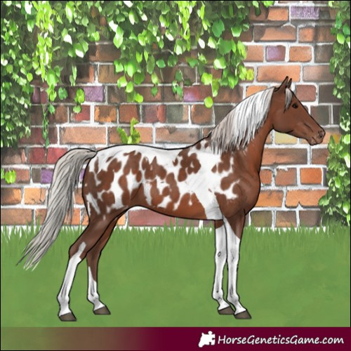 Horse Color:Silver Black Tobiano Appaloosa