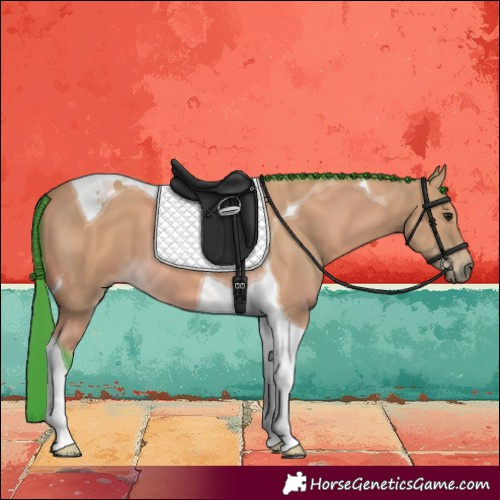Horse Color:Watercolor Buckskin Tobiano