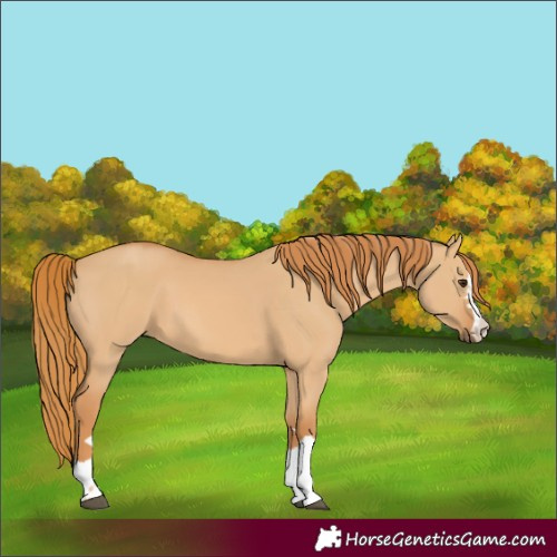 Horse Color:Unknown 