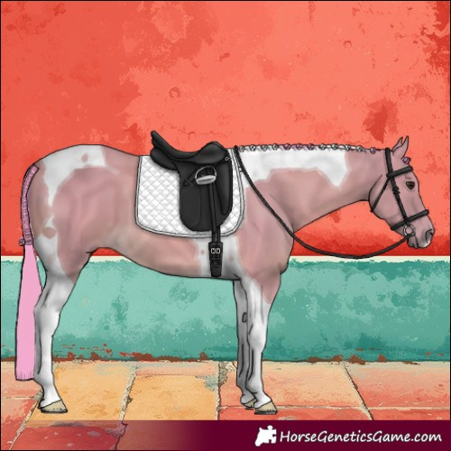 Horse Color:Watercolor Buckskin Tobiano 