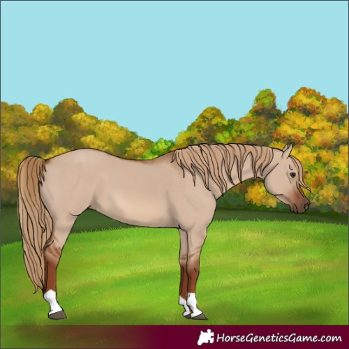 Horse Color:Unknown 