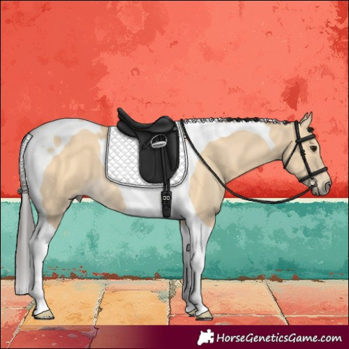 Horse Color:Buckskin Tobiano