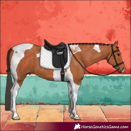Horse Color:Bay Tobiano 