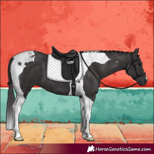 Horse Color:Smoky Black Tobiano