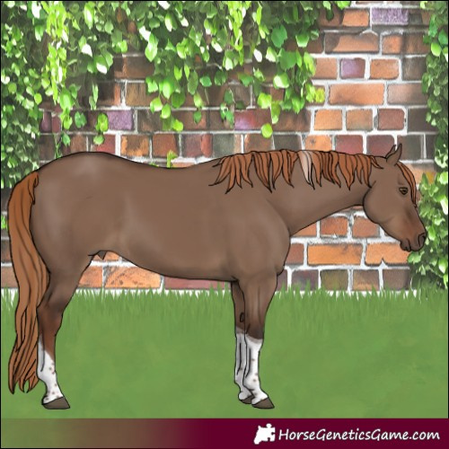 Horse Color:Liver Red Dun Tobiano Rabicano 