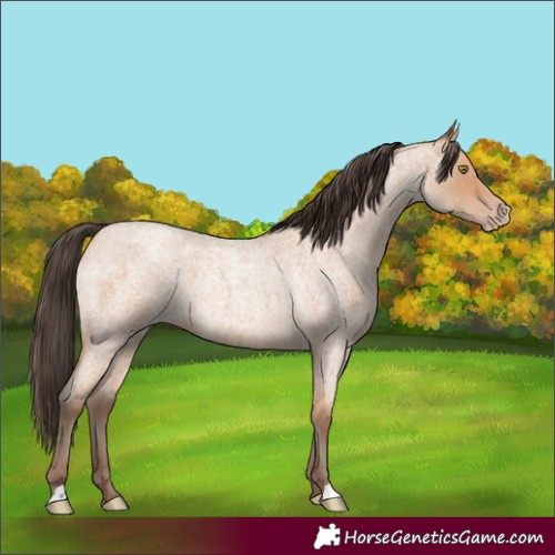 Horse Color:Amber Champagne Roan 