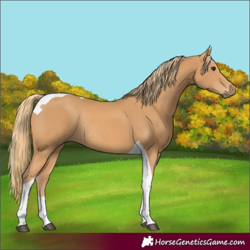 Horse Color:Chestnut Tobiano Rabicano 