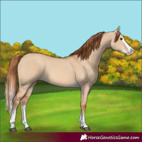 Horse Color:Red Dun Splash 