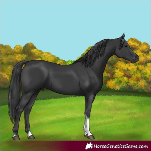 Horse Color:Black Tobiano