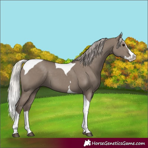 Horse Color:Silver Grullo Splash Tobiano