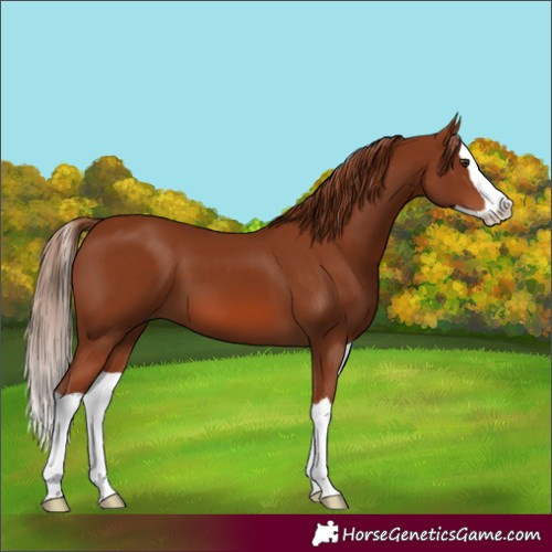 Horse Color:Chestnut Splash