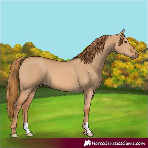 Horse Color:Red Dun 