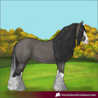 Horse Color:Grullo Splash