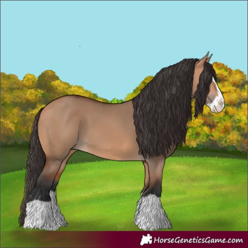Horse Color:Bay Dun Splash
