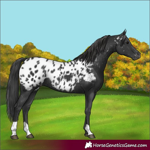 Horse Color:Black Near Leopard Rabicano 