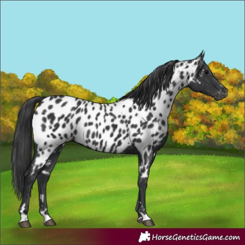 Horse Color:Black Near Leopard Rabicano 