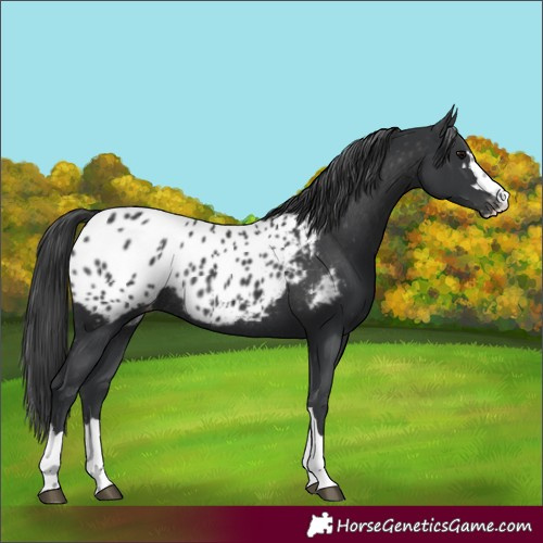 Horse Color:Black Near Leopard Rabicano