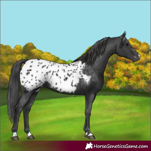 Horse Color:Black Blanket Rabicano