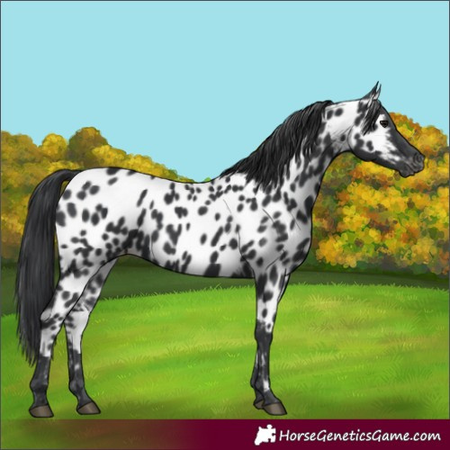 Horse Color:Black Near Leopard Rabicano