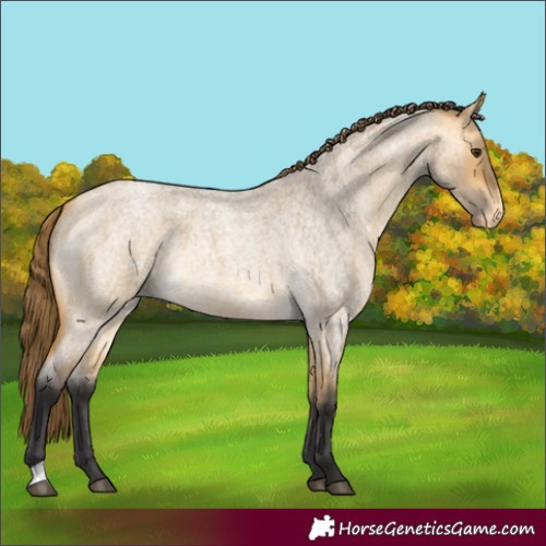 Horse Color:Buckskin Roan Dun Appaloosa
