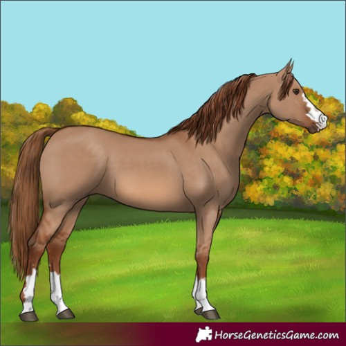 Horse Color:Red Dun