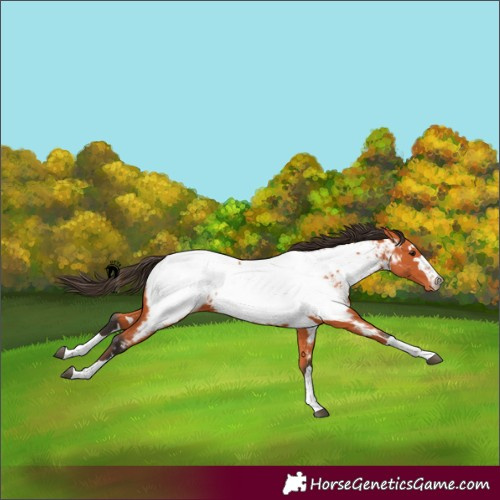 Horse Color:Bay Appaloosa