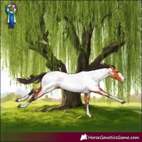 Horse Color:Bay Near Fewspot 