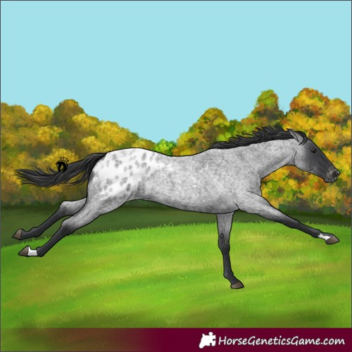 Horse Color:Blue Roan Appaloosa