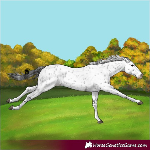 Horse Color:Blue Roan Appaloosa 