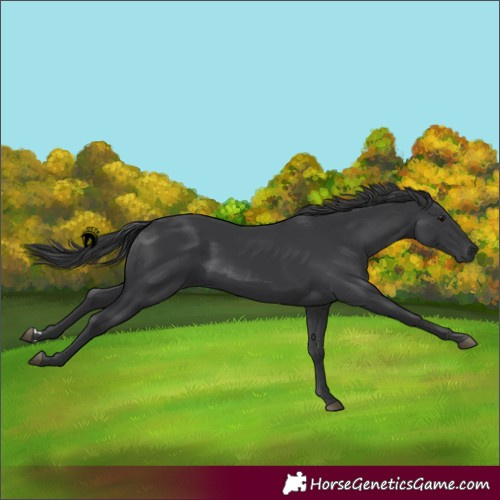 Horse Color:Black 