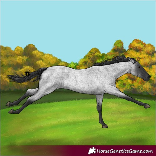 Horse Color:Blue Roan 