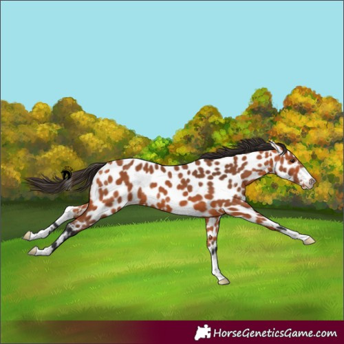 Horse Color:Bay Appaloosa