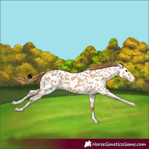 Horse Color:Chestnut Appaloosa 