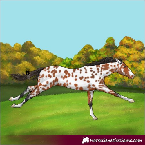 Horse Color:Bay Near Leopard