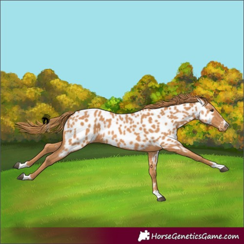 Horse Color:Chestnut Near Leopard