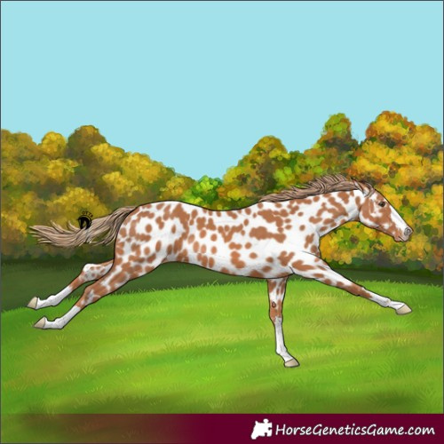 Horse Color:Chestnut Near Leopard 