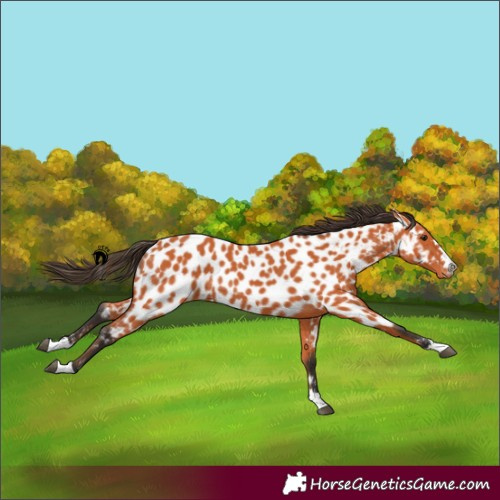 Horse Color:Bay Appaloosa 