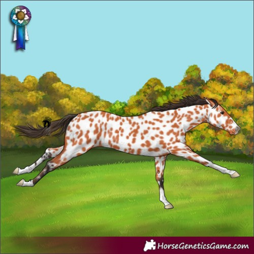 Horse Color:Bay Appaloosa 