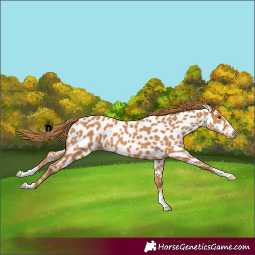 Horse Color:Chestnut Near Leopard 