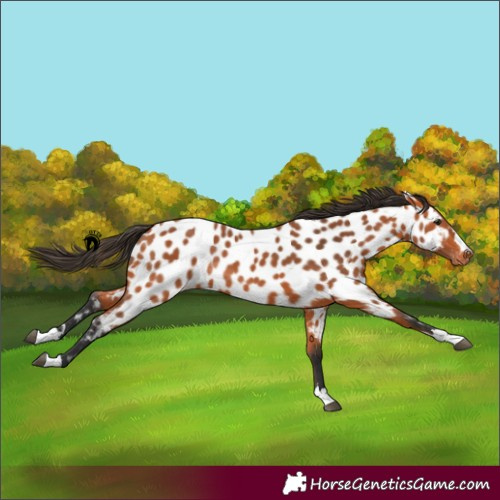 Horse Color:Bay Appaloosa 