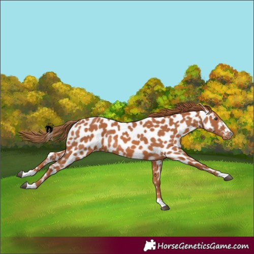 Horse Color:Chestnut Near Leopard 