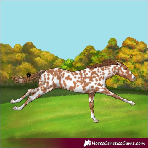 Horse Color:Chestnut Appaloosa