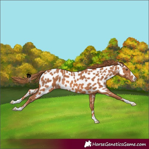 Horse Color:Chestnut Near Leopard