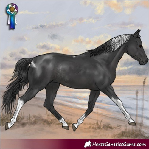 Horse Color:Black Tobiano Rabicano