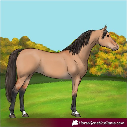 Horse Color:Bay Dun
