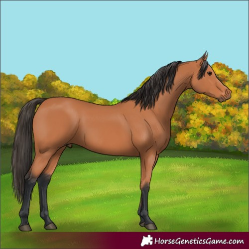Horse Color:Bay 