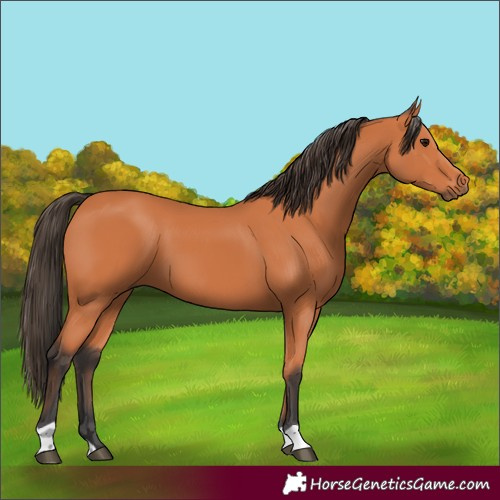 Horse Color:Bay 